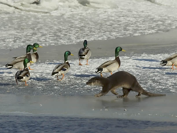 Sinisorsa, Mallard, Anas platyrhynchos